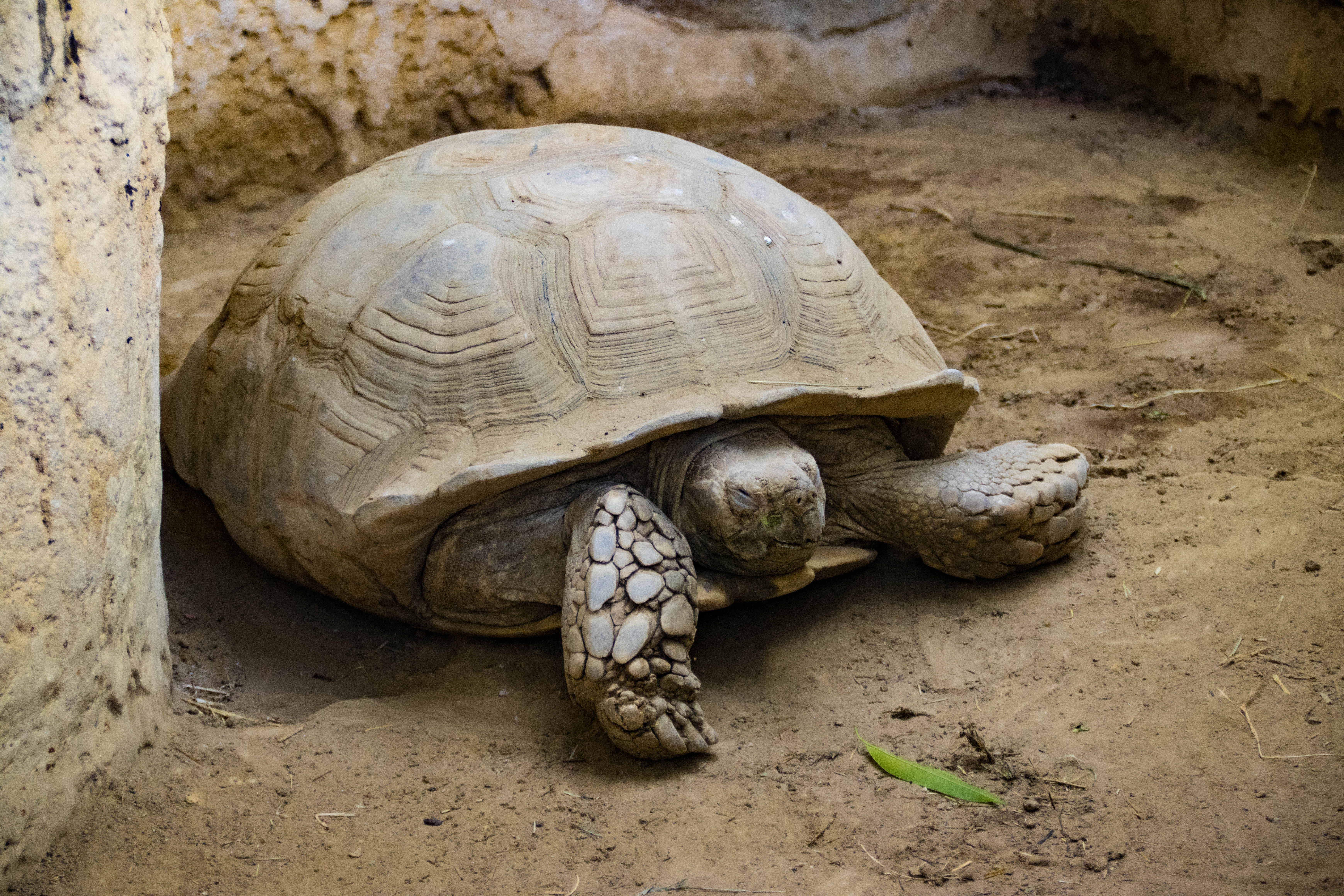 Tortue sillonnée-_MG_3234_2.jpg